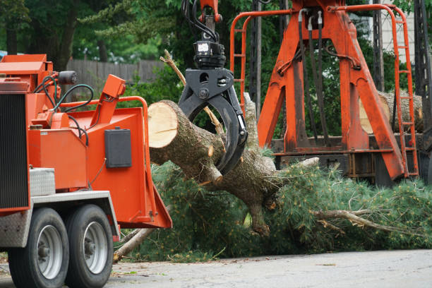 Professional Tree Services in Saratoga, CA